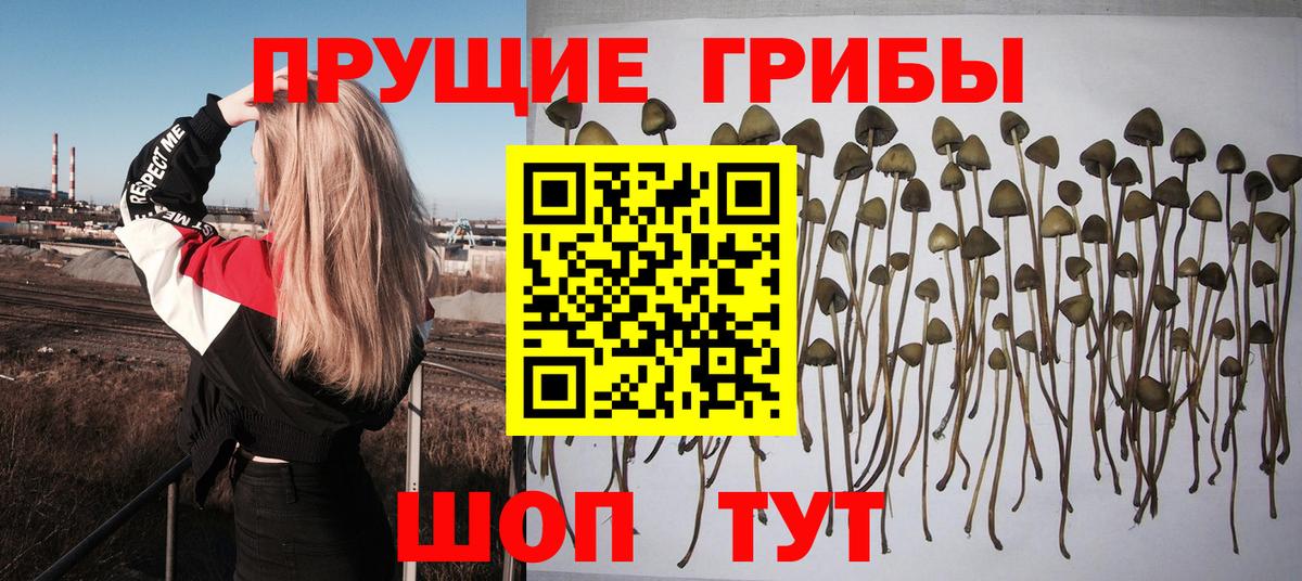 Псилоцибиновые грибы мухоморы Тара